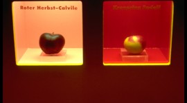 Bananenrot und Himbeerblau - Graz 1998