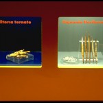 Flugfruechte_kl_58302D43E49A41CD