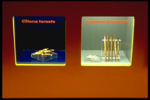 Flugfruechte_kl_58302D43E49A41CD