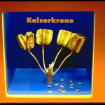 Kaiserkrone_4EB47F94717143F5