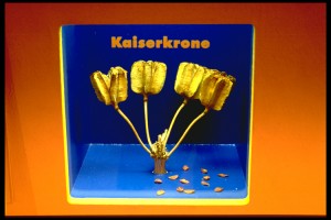Kaiserkrone_4EB47F94717143F5